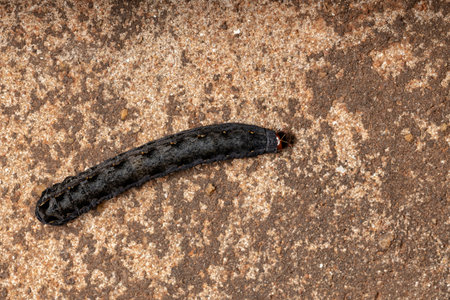 Caterpillar of the species Spodoptera cosmioides in the ground