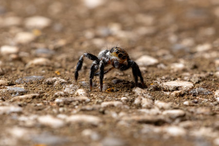 Jumping spider of the genus Genus Corythalia on a concrete surface species specialized in predating antsの写真素材
