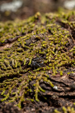 Adult male jumping spider of the genus Corythalia on a trunk filled with moss species specialized in predating antsの写真素材