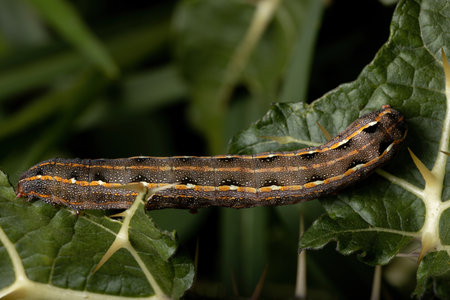 Caterpillar of the species Spodoptera cosmioides eating a leaf from a plant of the genus solanum