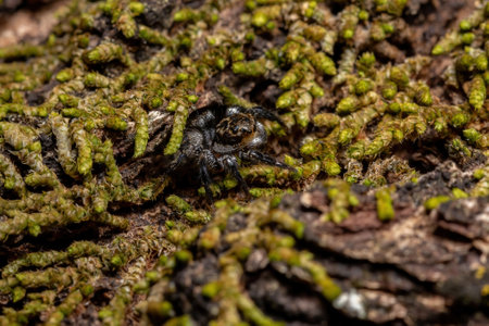 Adult male jumping spider of the genus Corythalia on a trunk filled with moss species specialized in predating antsの写真素材