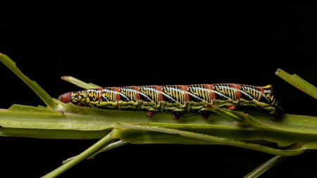 Catterpillar of Banded Sphinx Moth of the species Eumorpha fasciatus eating a plantの写真素材