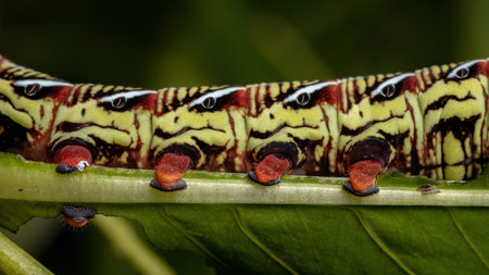 Catterpillar of Banded Sphinx Moth of the species Eumorpha fasciatus eating a plant