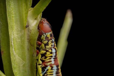 Catterpillar of Banded Sphinx Moth of the species Eumorpha fasciatus eating a plantの写真素材