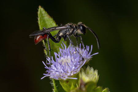 Male Adult Thread-waisted Wasp of the Genus Prionyx