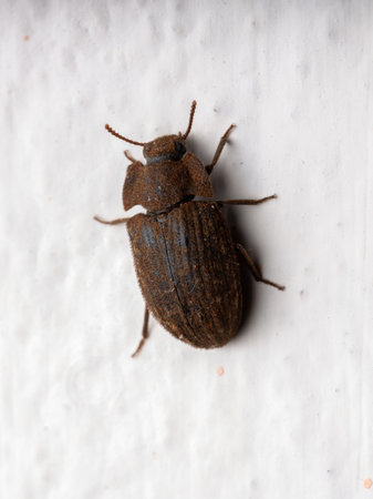 Adult Darkling Beetle of the Tribe Opatriniの写真素材