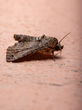 Adult Euteliid Moth of the Family Euteliidaeの写真素材