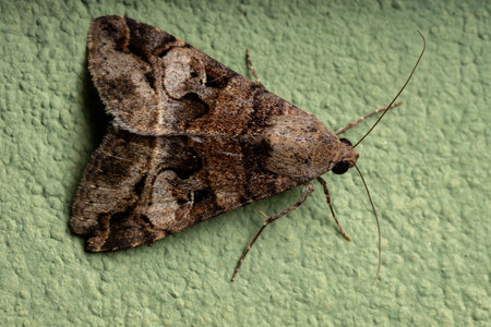 Graphic Owlet Moth of the Genus Melipotisの写真素材