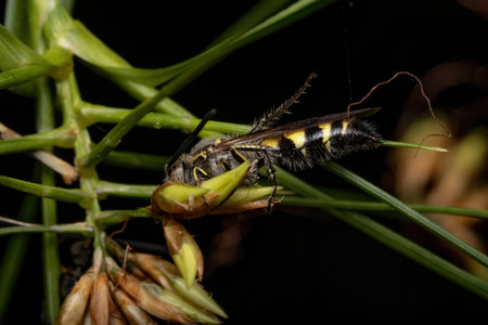 Adult Scoliid Wasp of the Subfamily Campsomerinae in a flowerの写真素材