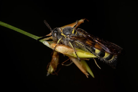 Adult Scoliid Wasp of the Subfamily Campsomerinae in a flower