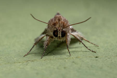 Adult Purslane Moth of the species Neotuerta platensis