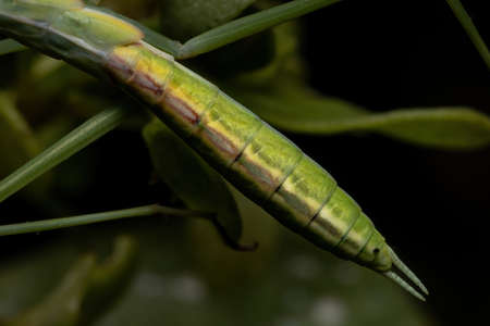 Small Mantid Nymph of the Genus Oxyopsisの写真素材