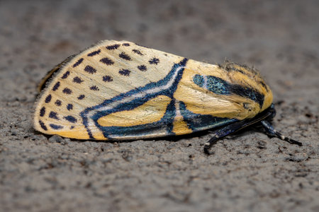 Adult Hieroglyphic Moth of the species Diphthera festivaの写真素材