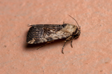 Adult Midget Moth of the species Elaphria agrotina
