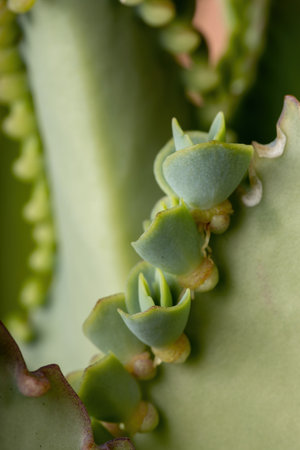 Details of the leaves of a crasulaceous plant of the species Kalanchoe laetivirensの写真素材
