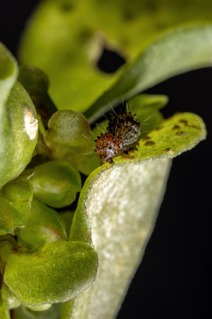 Caterpillar of the order lepidoptera eating a Common Purslane plant of the species Portulaca...