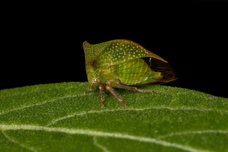 Adult Typical Treehopper of the Family Membracidae