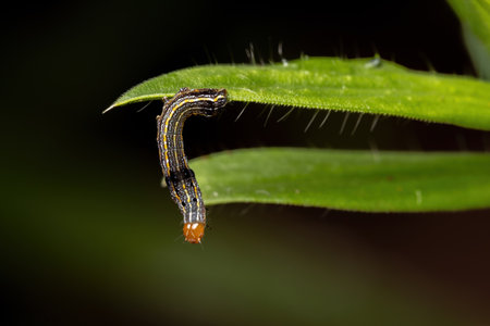 Small Caterpillar of the genus Spodoptera eating a plant