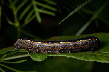 Small Caterpillar of the genus Spodoptera eating a plant