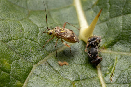 Small Plant Bug of the Tribe Mirini