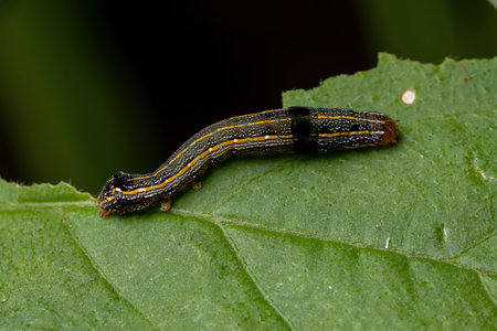 Small Caterpillar of the genus Spodoptera eating a plant