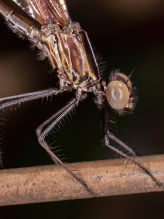 Adult Damselfly Insect of the Suborder Zygoptera