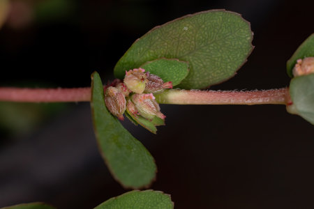 Red Caustic-Creeper of the species Euphorbia thymifolia with fruits and flowers