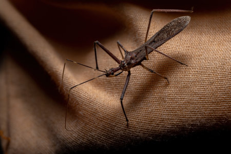 Adult Assassin Bug of the Genus Hezaの写真素材