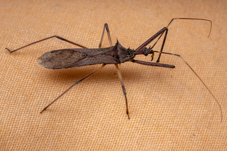 Adult Assassin Bug of the Genus Heza