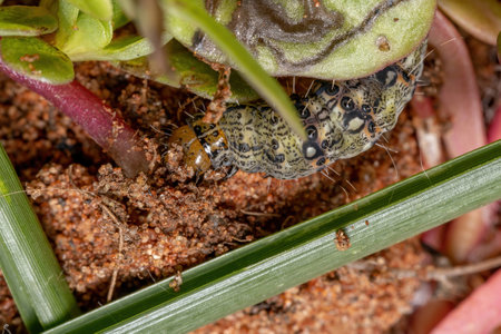 Caterpillar of the order lepidoptera eating a Common Purslane plant of the species Portulaca...