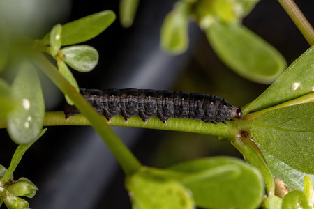 Caterpillar of the genus Spodoptera eating the Common Purslane plant of the species Portulaca...