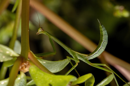 Small Mantid Nymph of the Genus Oxyopsis