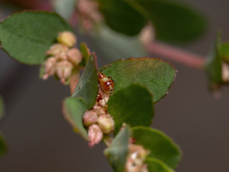 Red True Bugs nymph of the Suborder Heteroptera