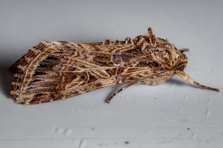 Adult Armyworm Moth of the Genus Spodopteraの写真素材