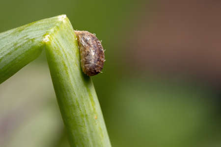 parasitized Hover Fly Pupa of the Genus Dioprosopa