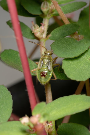 Green True Bugs nymph of the Suborder Heteroptera