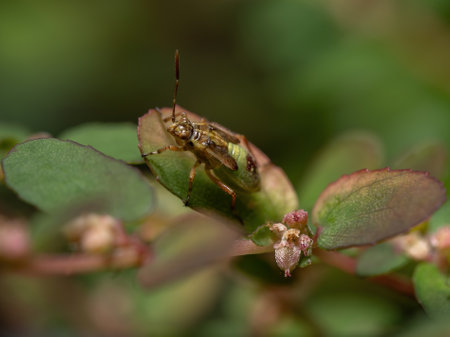 Green True Bugs nymph of the Suborder Heteroptera