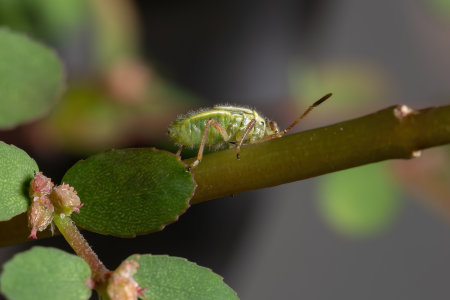 Green True Bugs nymph of the Suborder Heteroptera