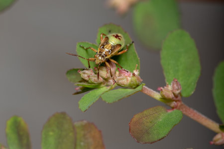 Green True Bugs nymph of the Suborder Heteroptera