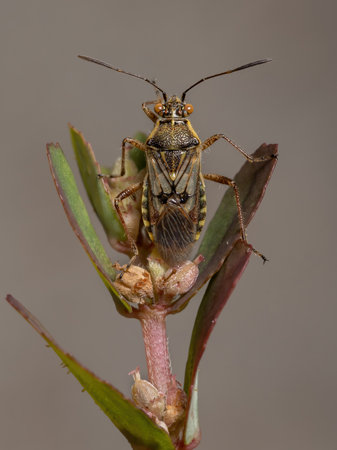 Adult Scentless Plant Bug of the Family Rhopalidae