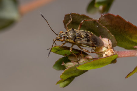 Adult Scentless Plant Bug of the Family Rhopalidae