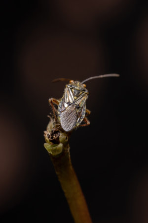 Adult Scentless Plant Bug of the Family Rhopalidae