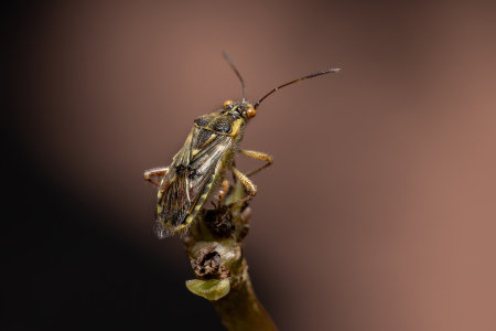 Adult Scentless Plant Bug of the Family Rhopalidaeの写真素材