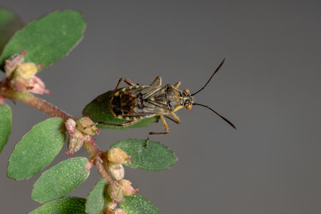 Adult Scentless Plant Bug of the Family Rhopalidae