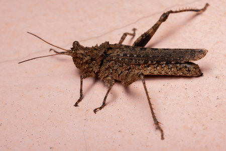 Short horned Grasshopper of the Family Ommexechidae