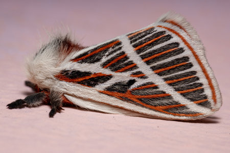 Adult Red moth of the species Eubergia caisaの写真素材