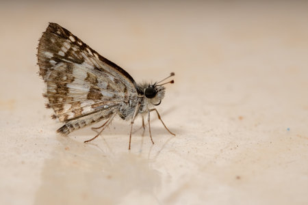 Adult New World Checkered-Skipper of the Genus Burnsiusの写真素材