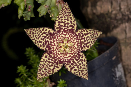 star cactus flower of the species Orbea variegataの写真素材