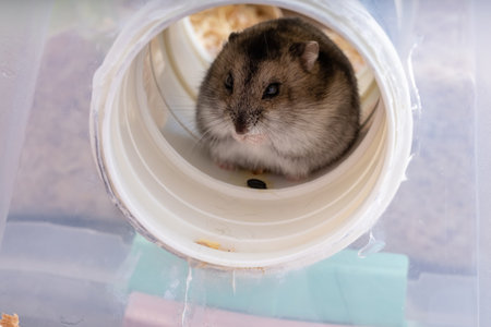Campbell's dwarf hamster of the species Phodopus campbelli with selective focusの写真素材