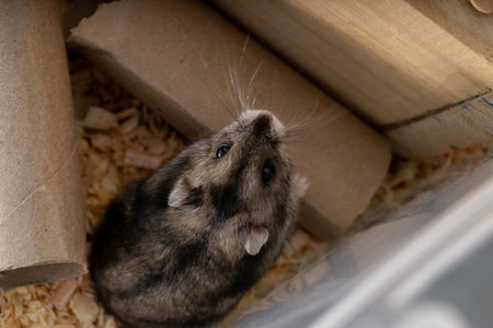 Campbell's dwarf hamster of the species Phodopus campbelli with selective focusの写真素材